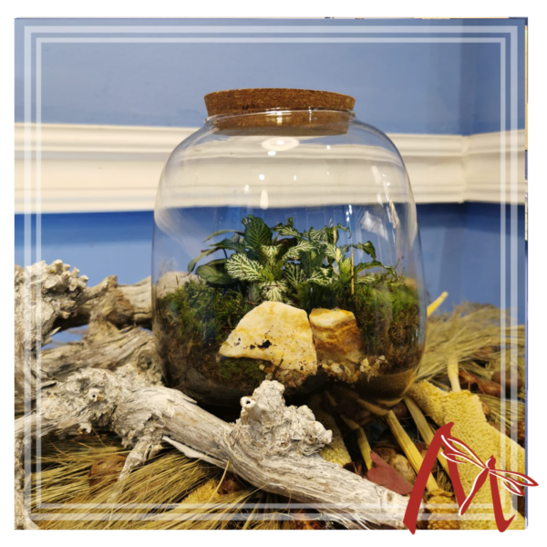 Terrarium Grande